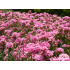 Asperula lilaciflora