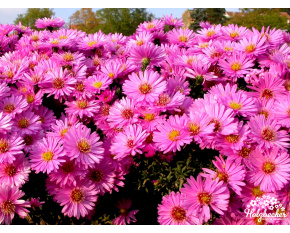 Aster dumosus ‘Rosenwichtel’