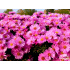 Aster dumosus ‘Rosenwichtel’