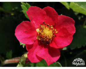 Fragaria vesca ‘Rotbluhend’