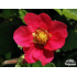 Fragaria vesca ‘Rotbluhend’