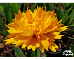 Coreopsis grandiflora ‘Early Sunrise’