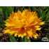Coreopsis grandiflora ‘Early Sunrise’