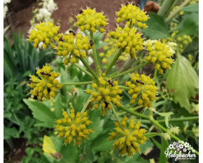 Levisticum officinale Levisticum officinale