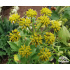Levisticum officinale
