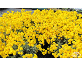 Alyssum saxatile ‘Plenum’
