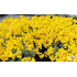 Alyssum saxatile ‘Plenum’