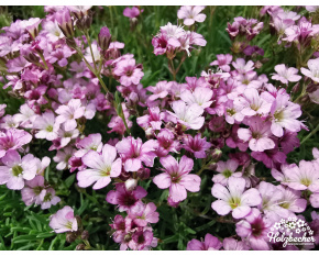 Gypsophila ‘Knuddel’