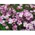 Gypsophila ‘Knuddel’