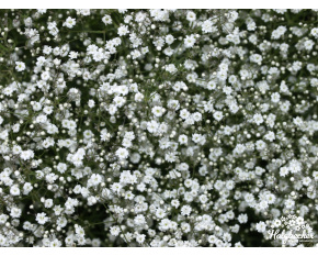 Gypsophila paniculata ‘Bristol Fairy’