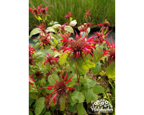 Monarda ‘Jacob Cline’