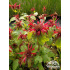 Monarda ‘Jacob Cline’