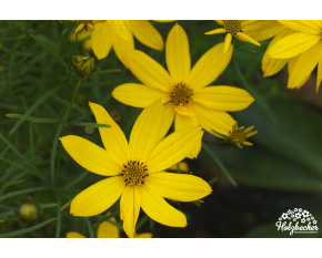 Coreopsis verticillata ‘Zagreb’