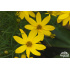 Coreopsis verticillata ‘Zagreb’