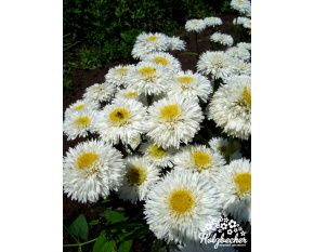 Leucanthemum x superbum ‘Sněhurka’