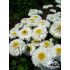 Leucanthemum x superbum ‘Sněhurka’