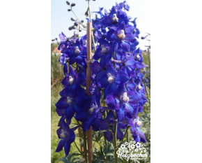 Delphinium belladonna ‘Atlantis’