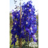 Delphinium belladonna ‘Atlantis’