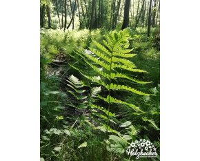 Athyrium filix-femina