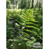 Athyrium filix-femina