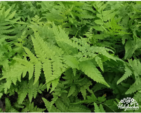 Matteuccia struthiopteris