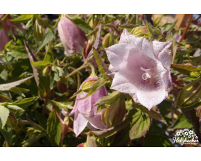 Campanula punctata ‘Pantaloons’
