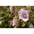 Campanula punctata ‘Pantaloons’