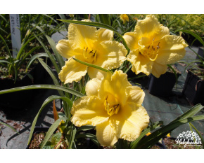 Hemerocallis ‘Happy Returns’
