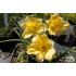 Hemerocallis ‘Happy Returns’