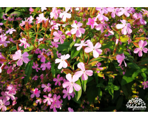 Saponaria intermedia (syn. S. haussknechtii)