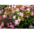 Saponaria intermedia (syn. S. haussknechtii)