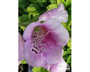 Digitalis purpurea ‘Virtuoso Lavender’