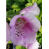 Digitalis purpurea ‘Virtuoso Lavender’