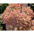 Achillea millefolium ‘Lachsschönheit’