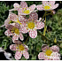 Saxifraga ‘Canis-dalmatica’