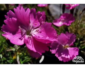 Dianthus myrtinervius