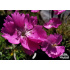 Dianthus myrtinervius
