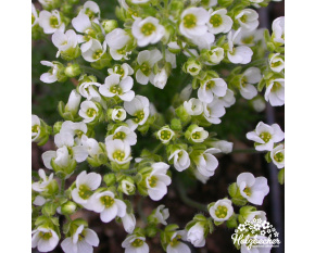 Draba x suendermannii