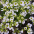 Draba x suendermannii