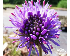 Jasione laevis ‘Blue Light’