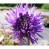 Jasione laevis ‘Blue Light’