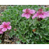 Potentilla nitida ‘Compacta’