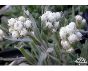 Antennaria dioica ‘Weisse Immortelle’