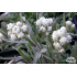 Antennaria dioica ‘Weisse Immortelle’