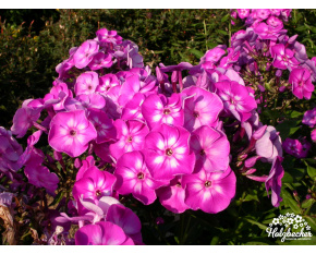 Phlox paniculata ‘Laura’