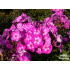 Phlox paniculata ‘Laura’