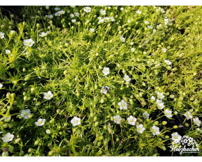 Sagina subulata ‘Aurea’