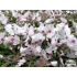 Phlox subulata ‘Amazing Grace’