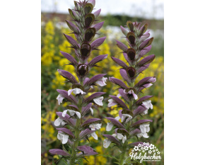 Acanthus mollis
