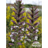 Acanthus mollis